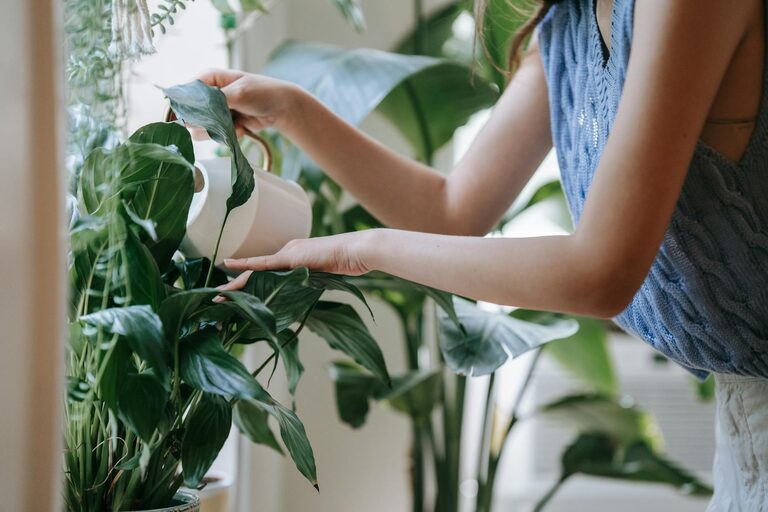 Consejos para mantener tus plantas de interior saludables y vigorosas