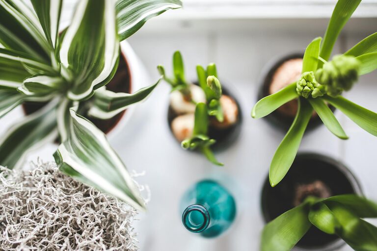 Consejos para mantener plantas de interior saludables y vibrantes